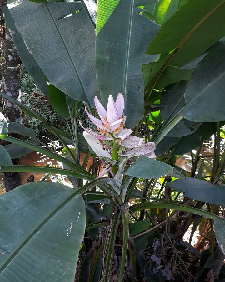 flor de bananeira
