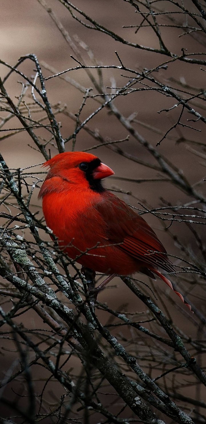 Cardinal