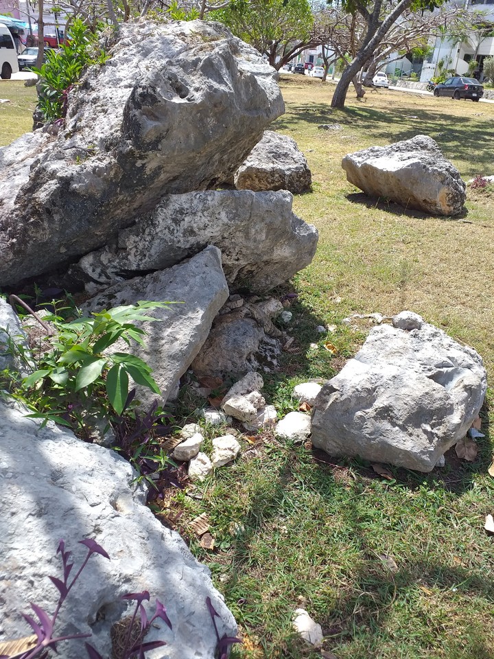encuentra la iguana