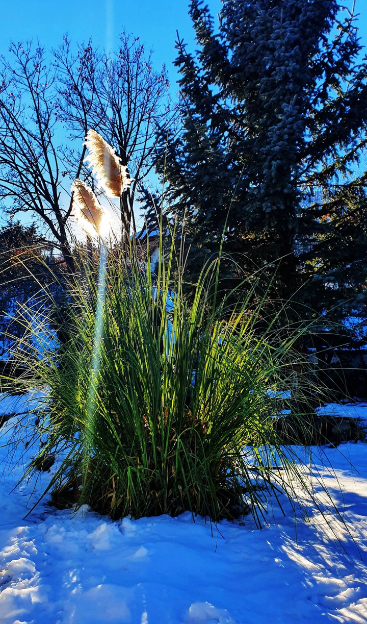 Winter Garden