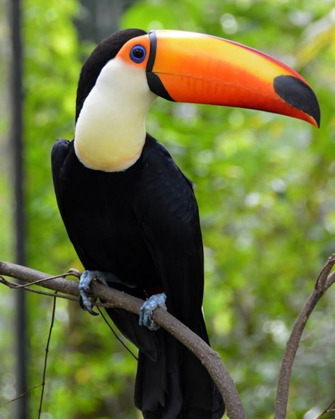 tapety wildlife, beak