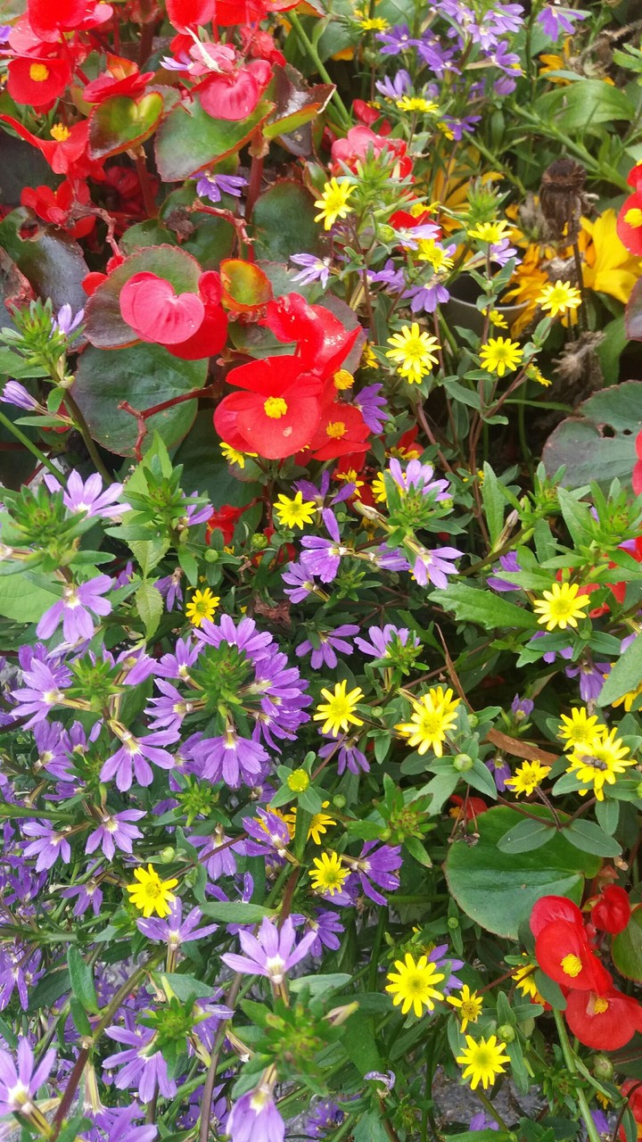 Flower rainbow