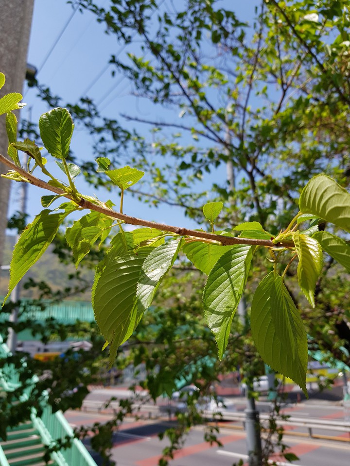 Branch