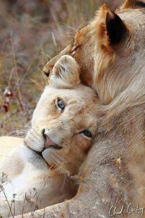 A picture of love