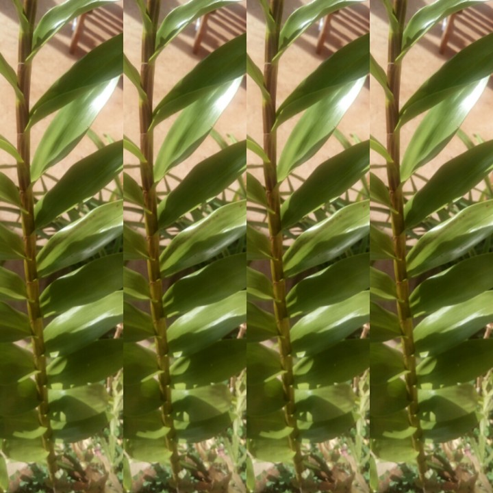 Reino plantae