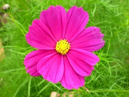 Flor