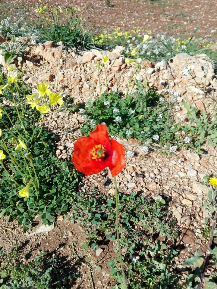 Amapola