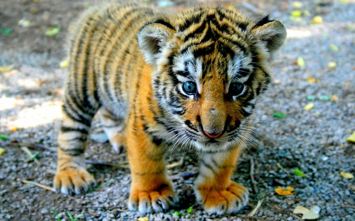 This tiger is so cute, isn't it?