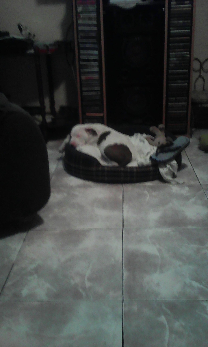 cachorrino