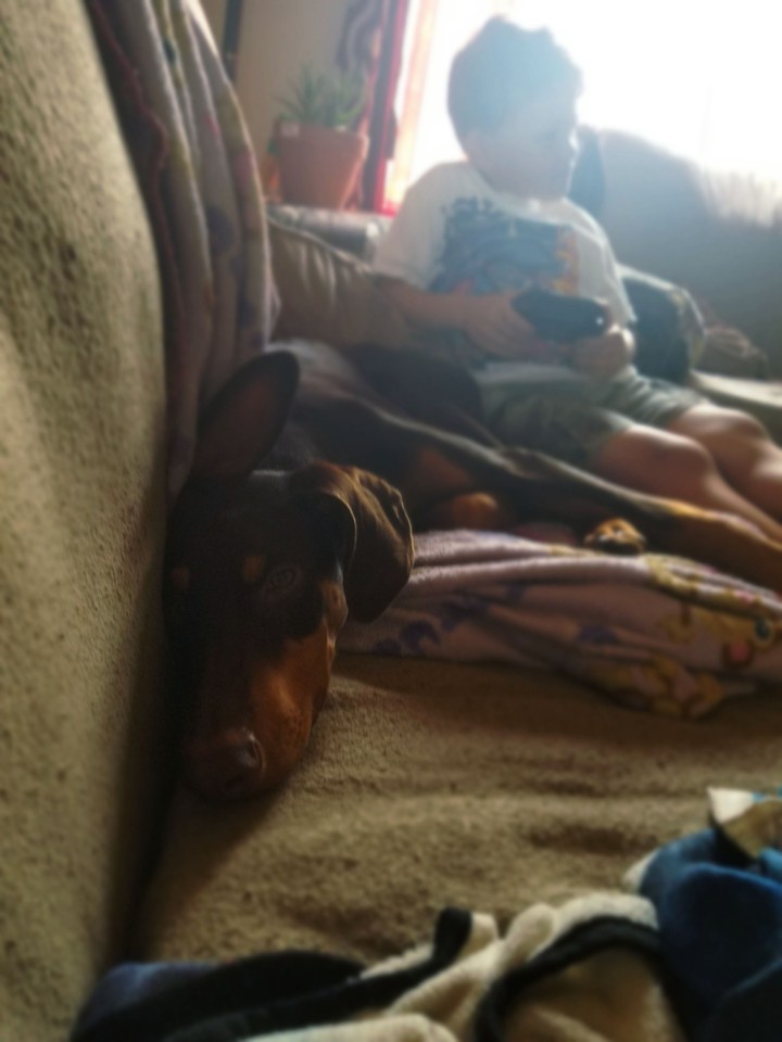 my dog2