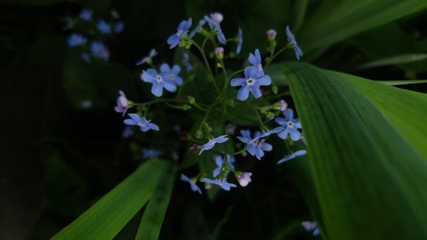 Forget-me-not flower