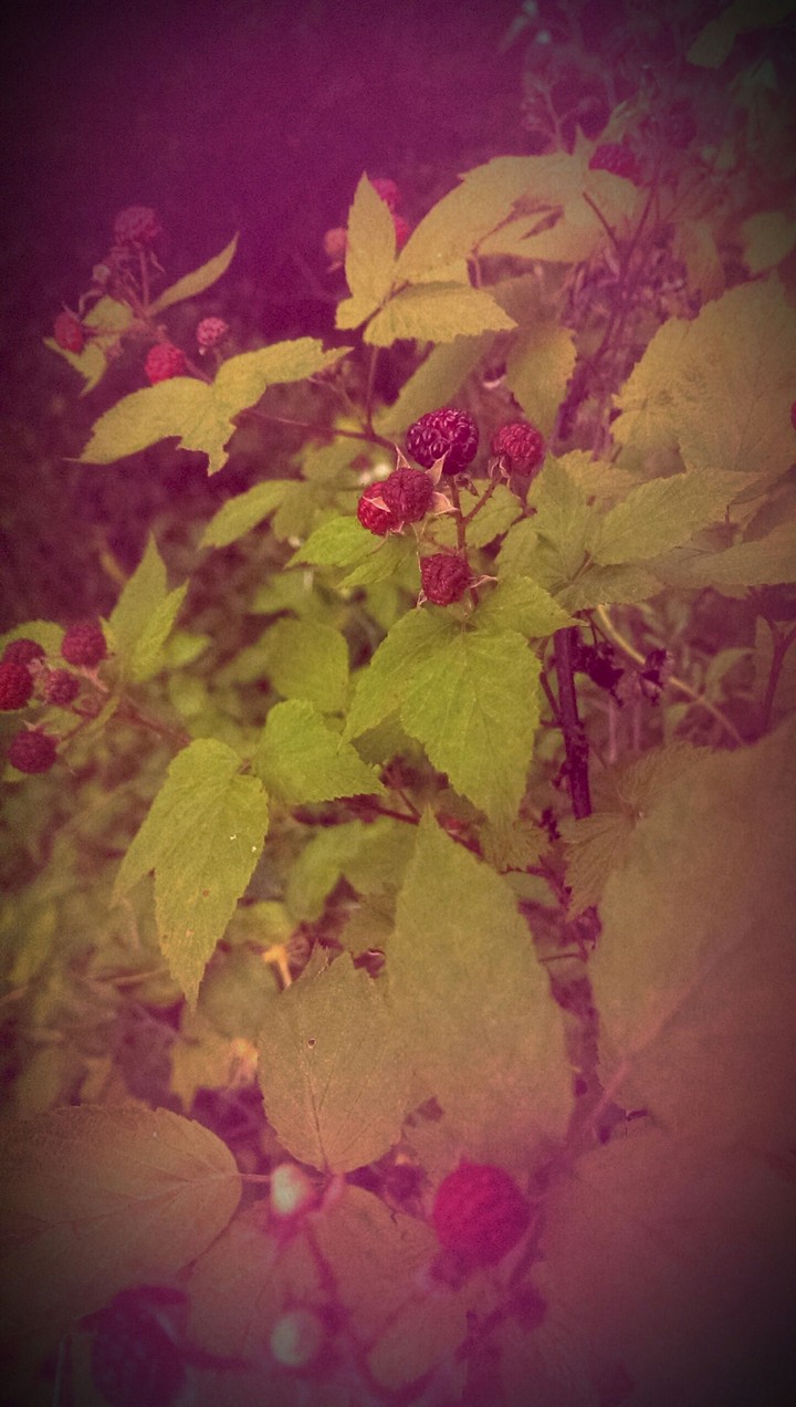 Berries