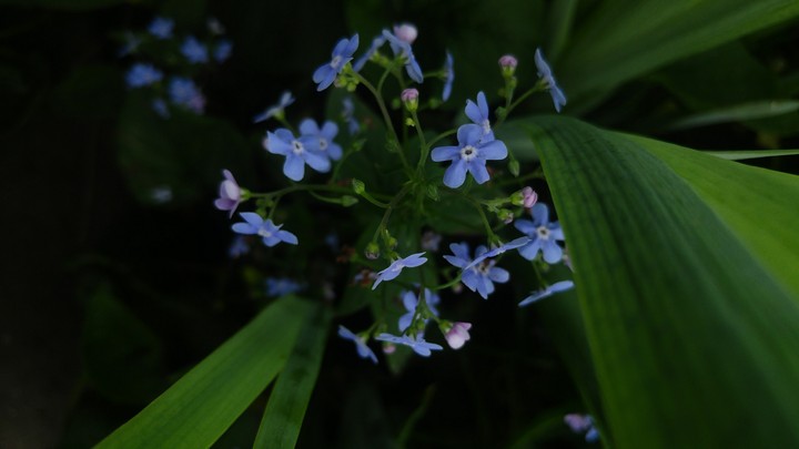 Forget-me-not flower