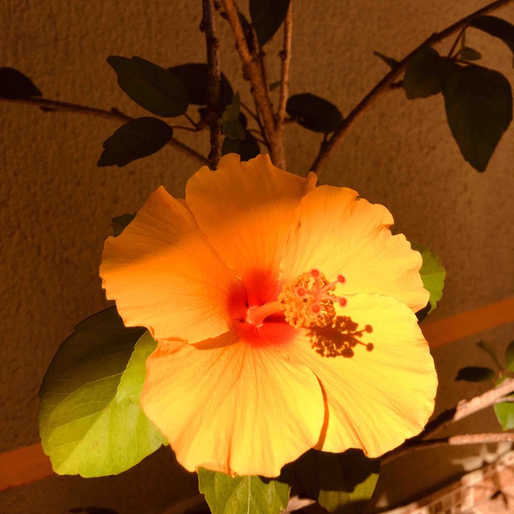 florzinha que sou apaixonada