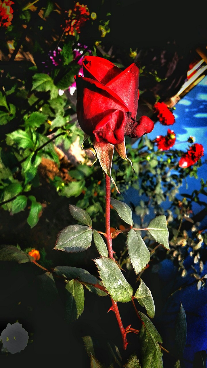 rose