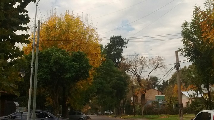 tree