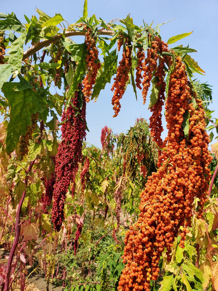 Red Quinoa