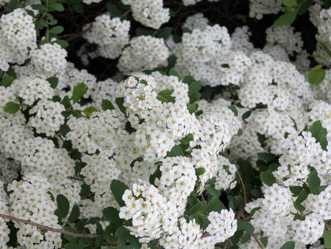 sfondi Blossom, lantanas