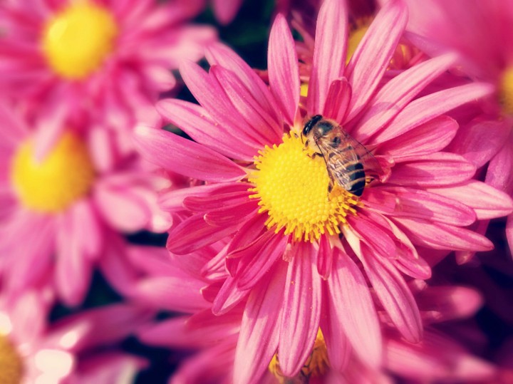 Honey Bee.