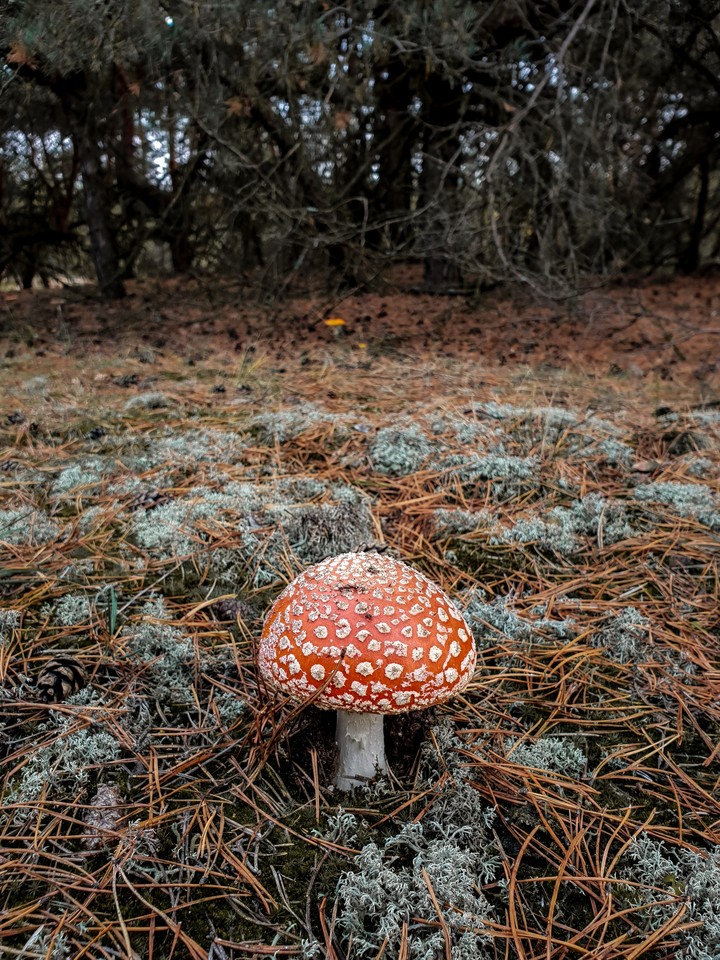 mushroom