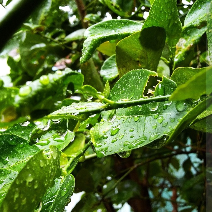 nature