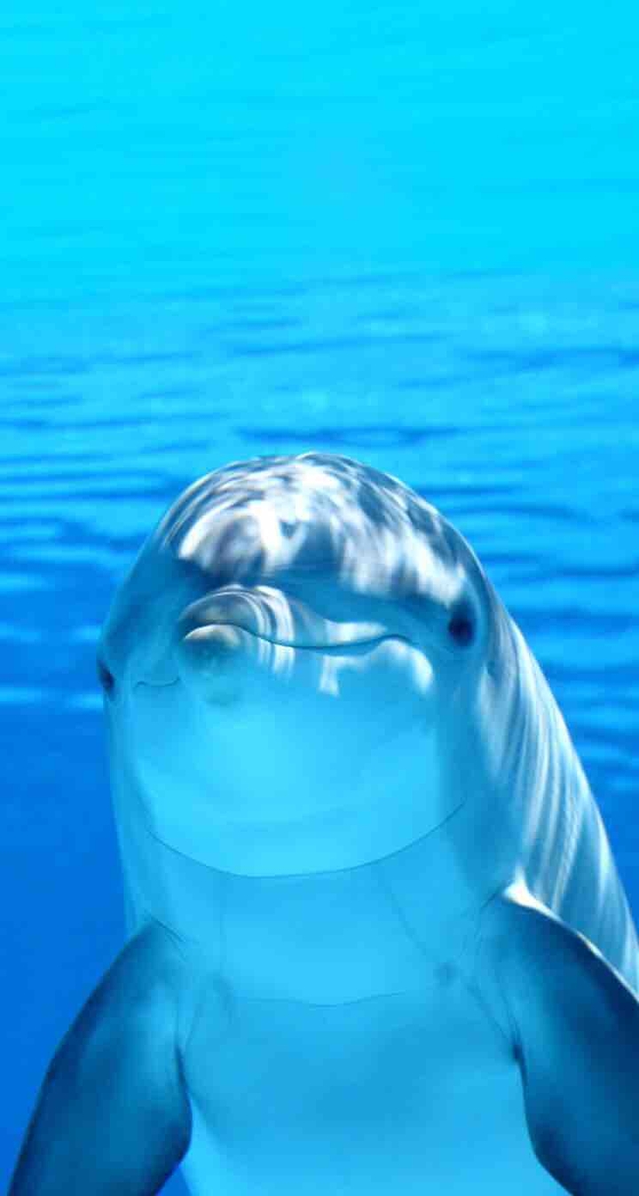 Dolphin