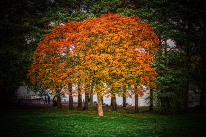 Magic Tree
