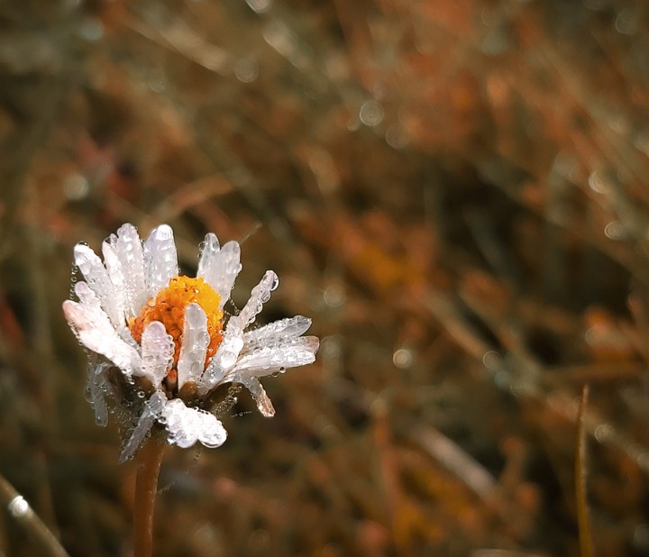 flower with dew