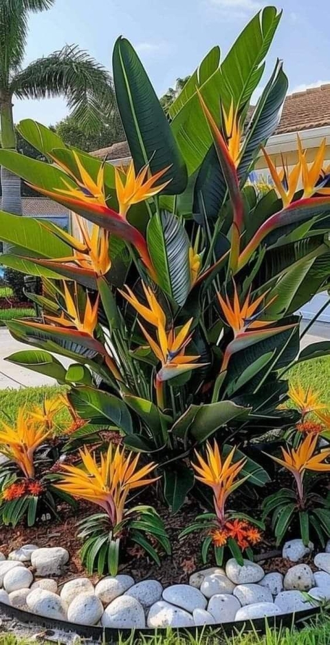 sfondi flower, vegetation
