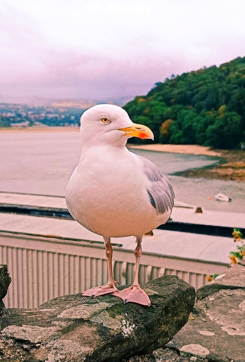 Animali