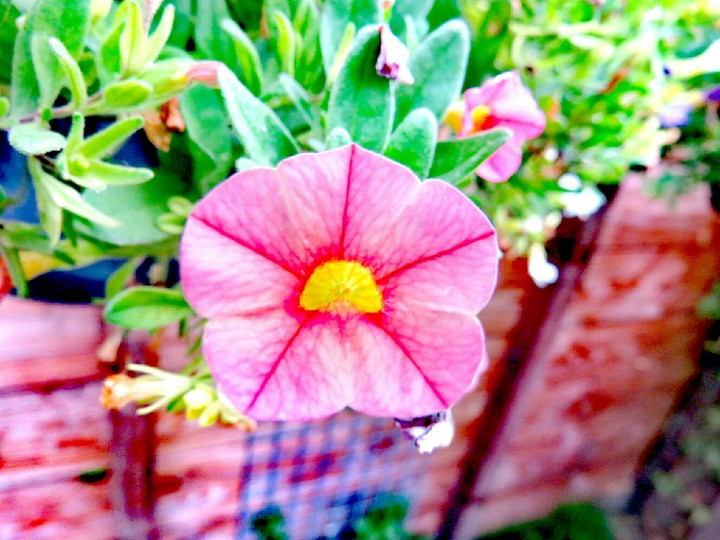 Petunia