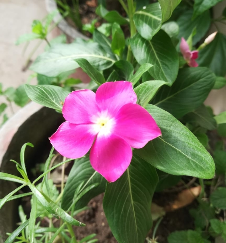 Vinca