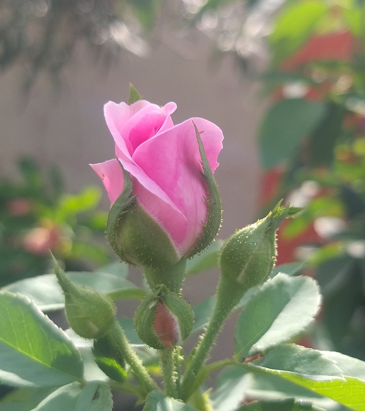 rose bud