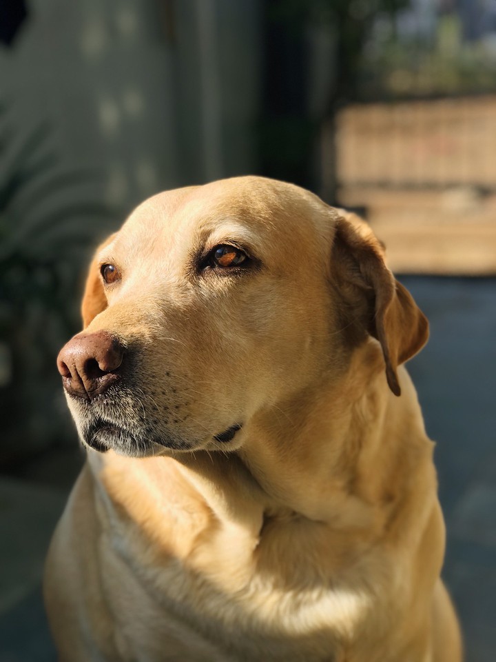 goldy Dog