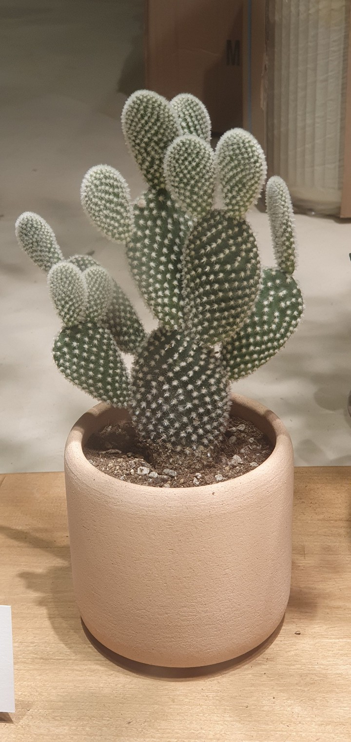 Cute cactus
