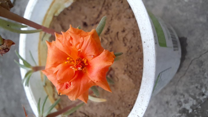 Orange