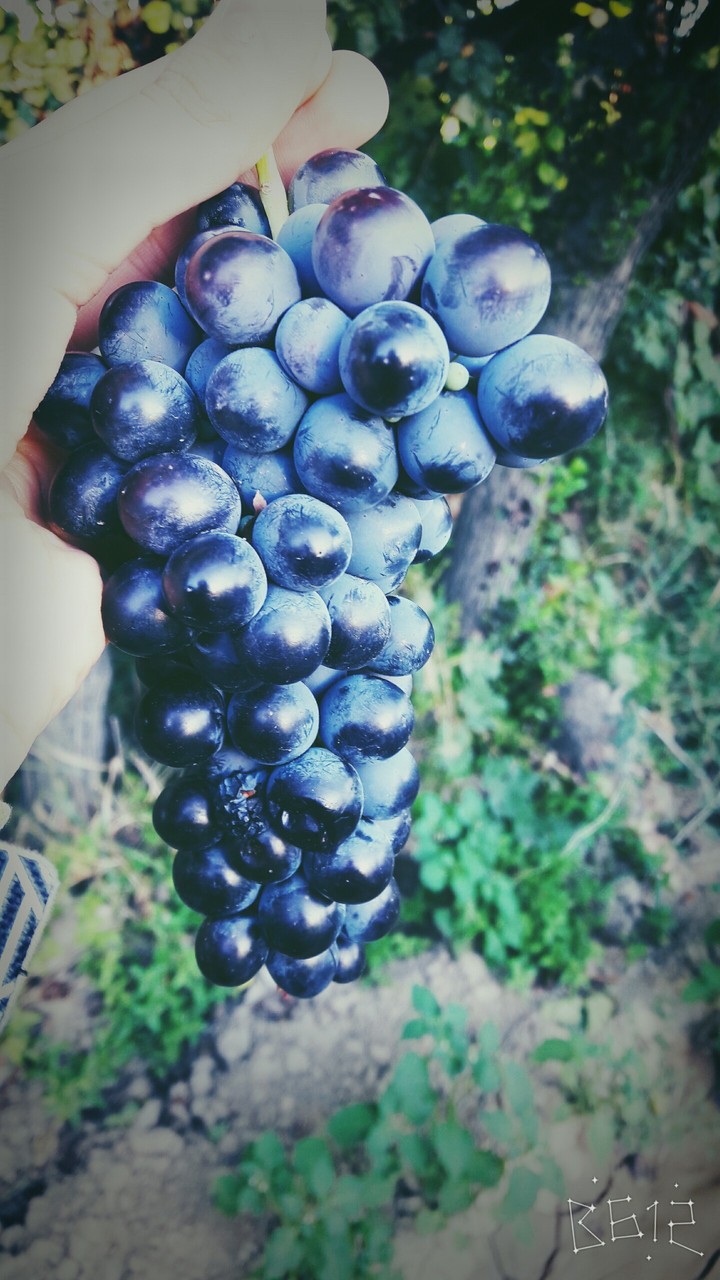 grapes.hum...:))))))