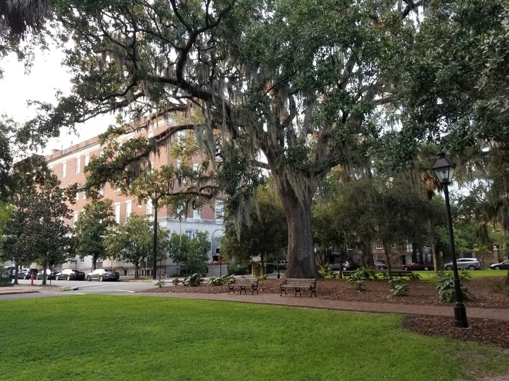 Trees in the park