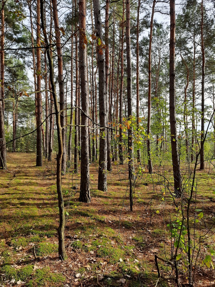 Forest