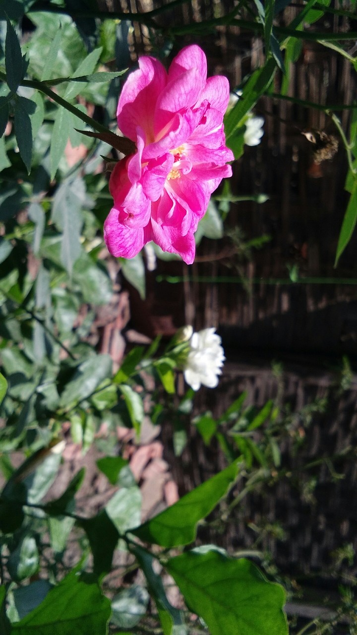 Flowers