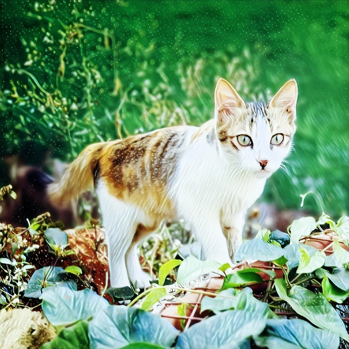 cat