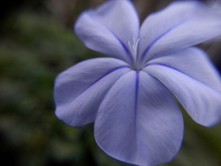 My favorite flower