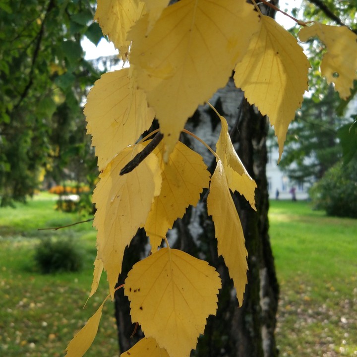 birch