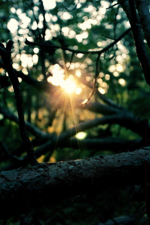 Nature