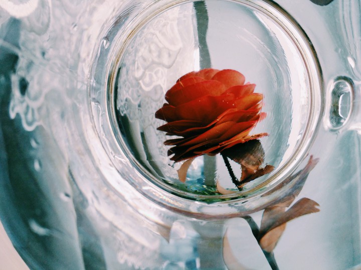 Rose in a glass