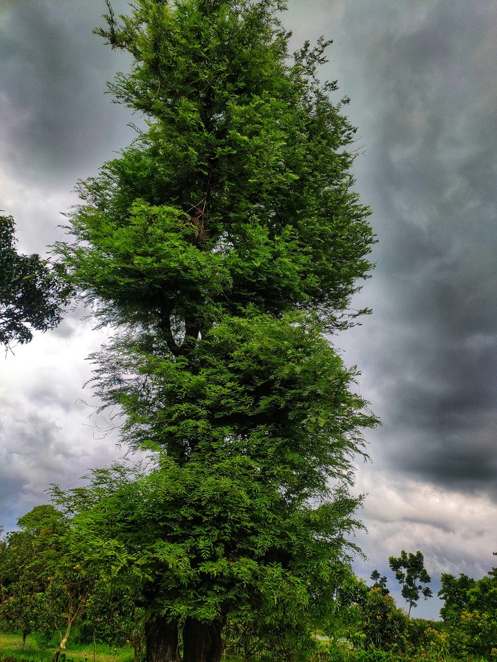 Green Tree