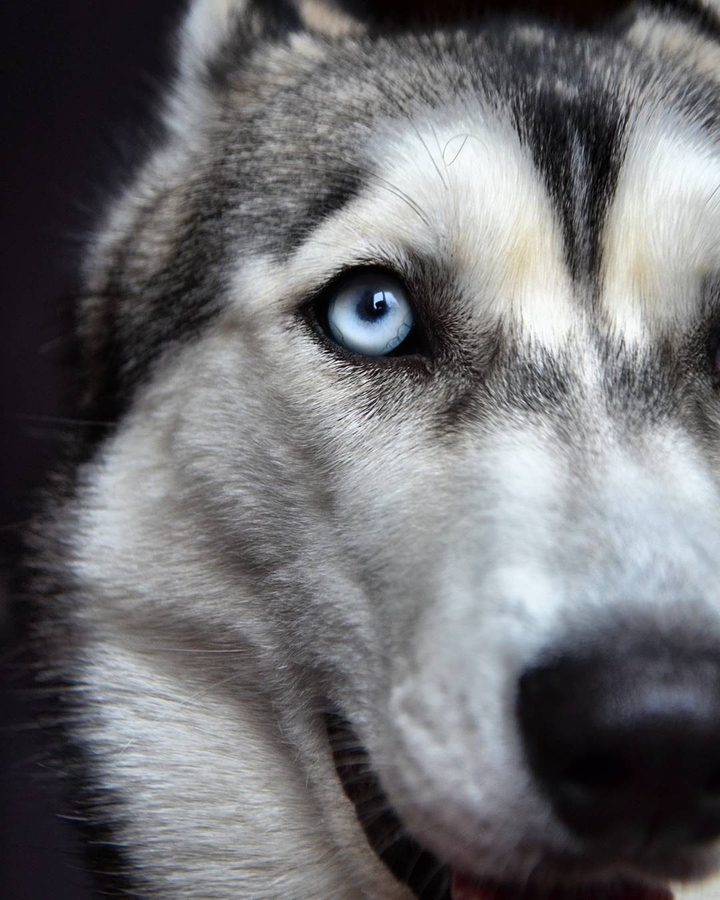 Husky