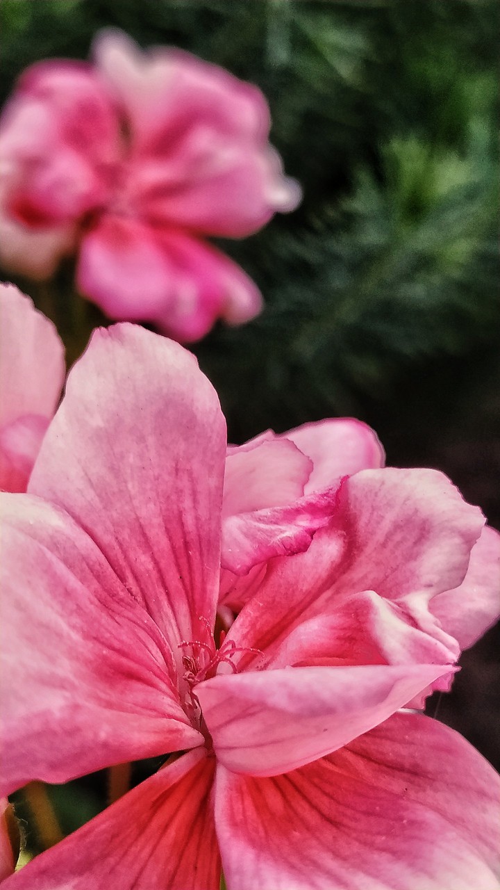 Summer flowers