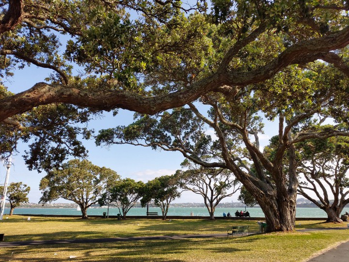 trees by the sea