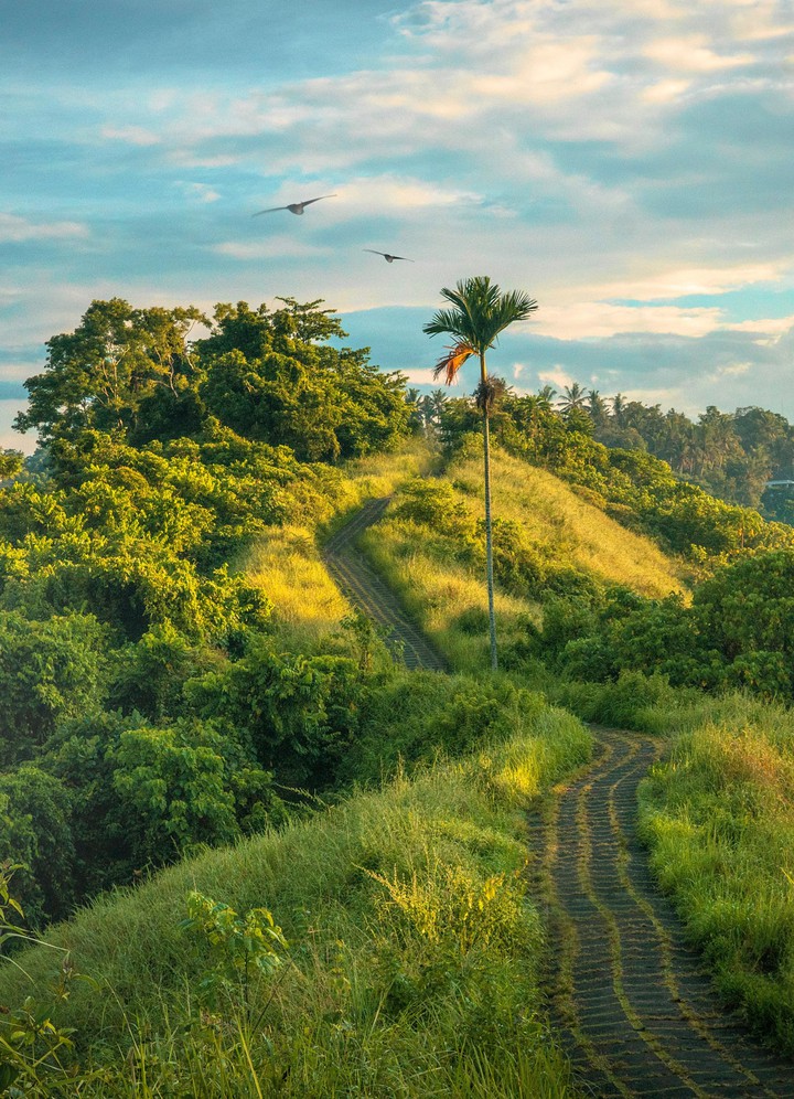 landscape